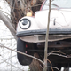 Image for article titled Joyless Town Wants Grandmother To Take Volkswagen Beetle Out Of Tree